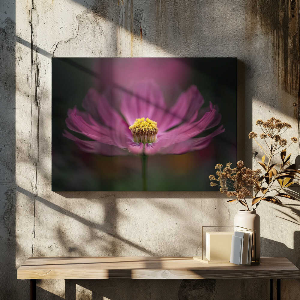 Pink Cosmos Bloom - Floral Photographic Stretched Canvas Poster or Fine Art Print