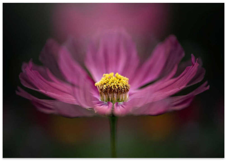 Pink Cosmos Bloom - Floral Photographic Stretched Canvas Poster or Fine Art Print