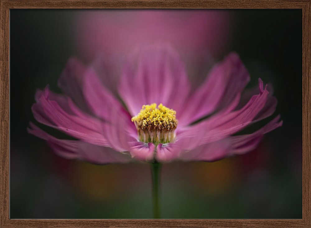 Pink Cosmos Bloom - Floral Photographic Stretched Canvas Poster or Fine Art Print