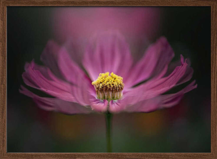 Pink Cosmos Bloom - Floral Photographic Stretched Canvas Poster or Fine Art Print