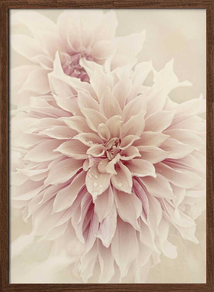 Pink Dahlia Dream - Floral Photographic Stretched Canvas Poster or Fine Art Print