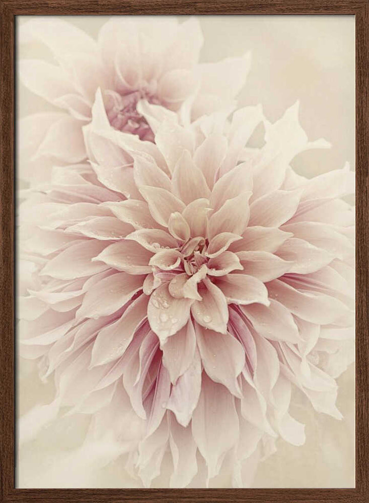 Pink Dahlia Dream - Floral Photographic Stretched Canvas Poster or Fine Art Print
