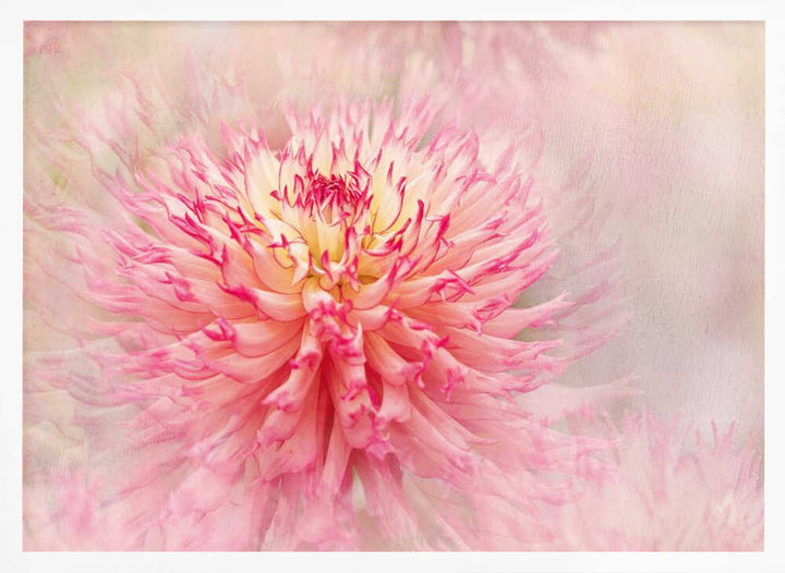 Pink Dahlia Dream - Floral Photographic Stretched Canvas Poster or Fine Art Print