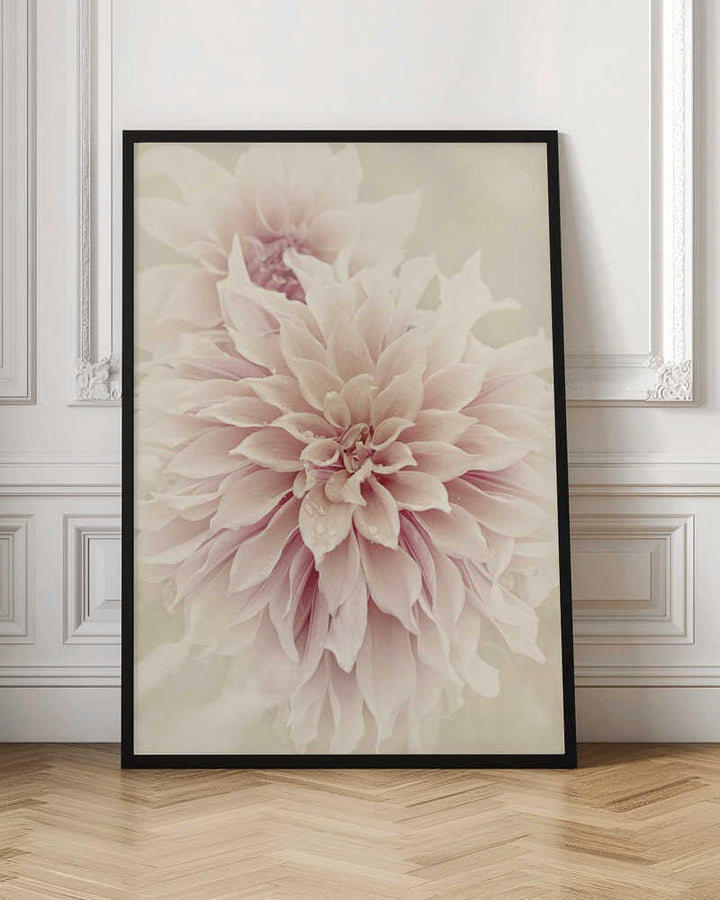 Pink Dahlia Dream - Floral Photographic Stretched Canvas Poster or Fine Art Print