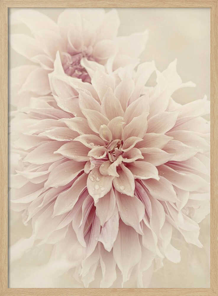 Pink Dahlia Dream - Floral Photographic Stretched Canvas Poster or Fine Art Print