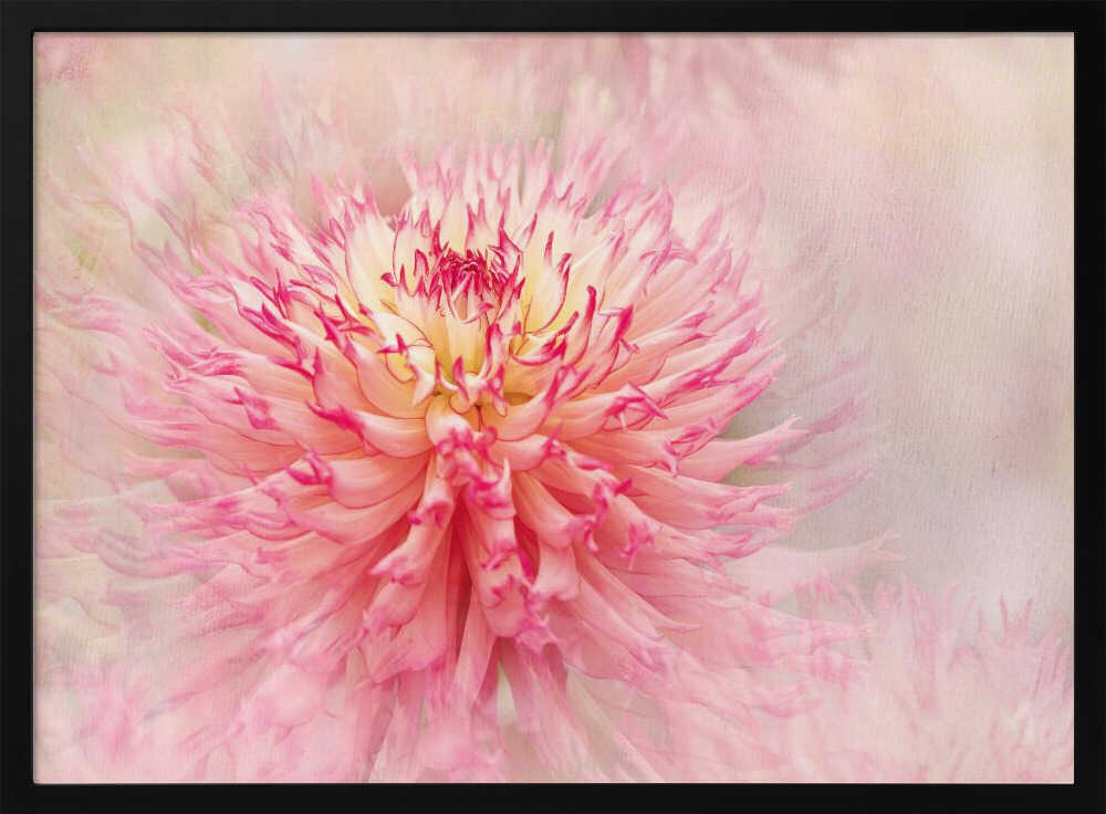 Pink Dahlia Dream - Floral Photographic Stretched Canvas Poster or Fine Art Print