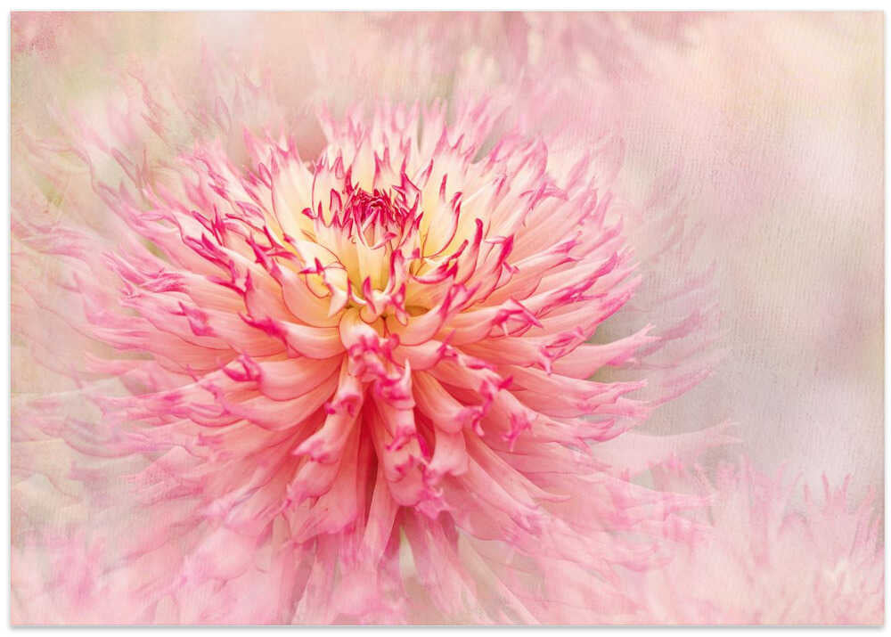 Pink Dahlia Dream - Floral Photographic Stretched Canvas Poster or Fine Art Print