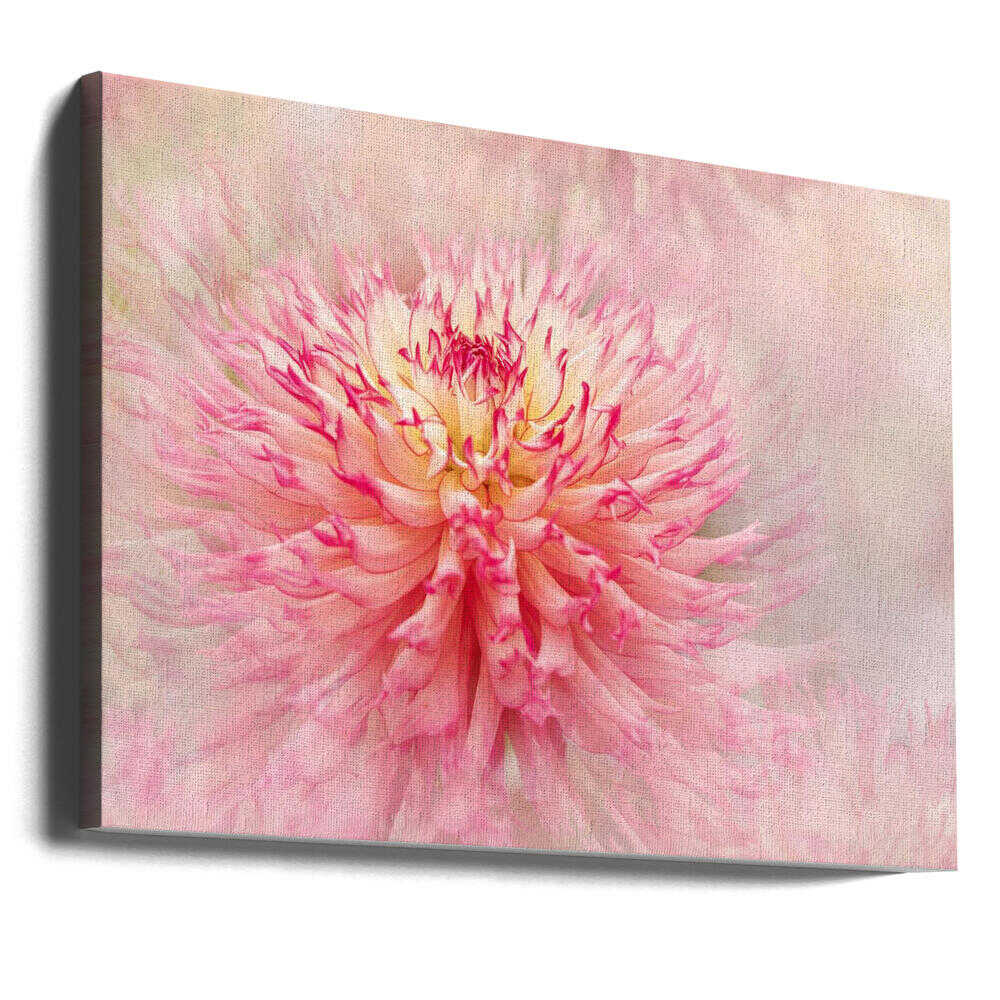 Pink Dahlia Dream - Floral Photographic Stretched Canvas Poster or Fine Art Print