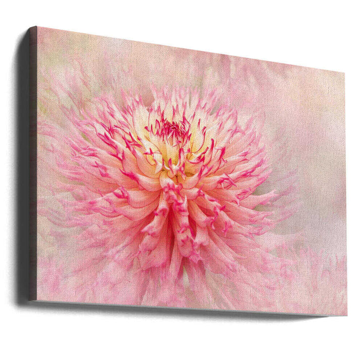 Pink Dahlia Dream - Floral Photographic Stretched Canvas Poster or Fine Art Print