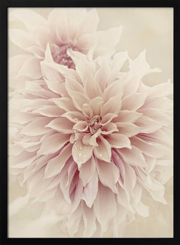 Pink Dahlia Dream - Floral Photographic Stretched Canvas Poster or Fine Art Print