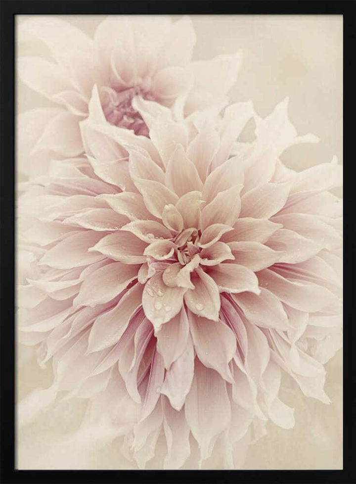 Pink Dahlia Dream - Floral Photographic Stretched Canvas Poster or Fine Art Print