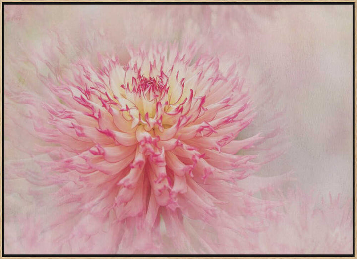 Pink Dahlia Dream - Floral Photographic Stretched Canvas Poster or Fine Art Print
