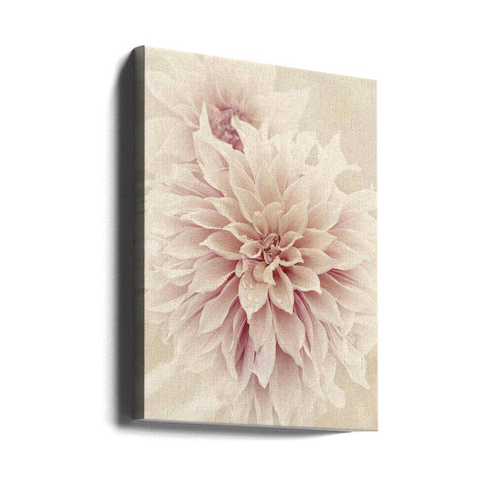 Pink Dahlia Dream - Floral Photographic Stretched Canvas Poster or Fine Art Print