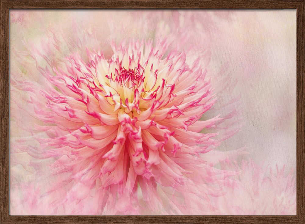 Pink Dahlia Dream - Floral Photographic Stretched Canvas Poster or Fine Art Print