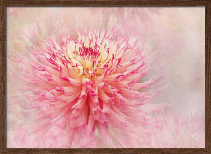 Pink Dahlia Dream - Floral Photographic Stretched Canvas Poster or Fine Art Print