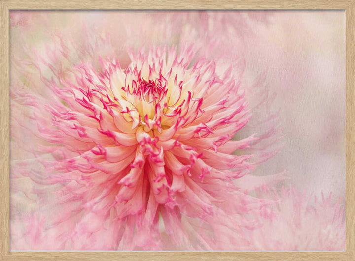 Pink Dahlia Dream - Floral Photographic Stretched Canvas Poster or Fine Art Print