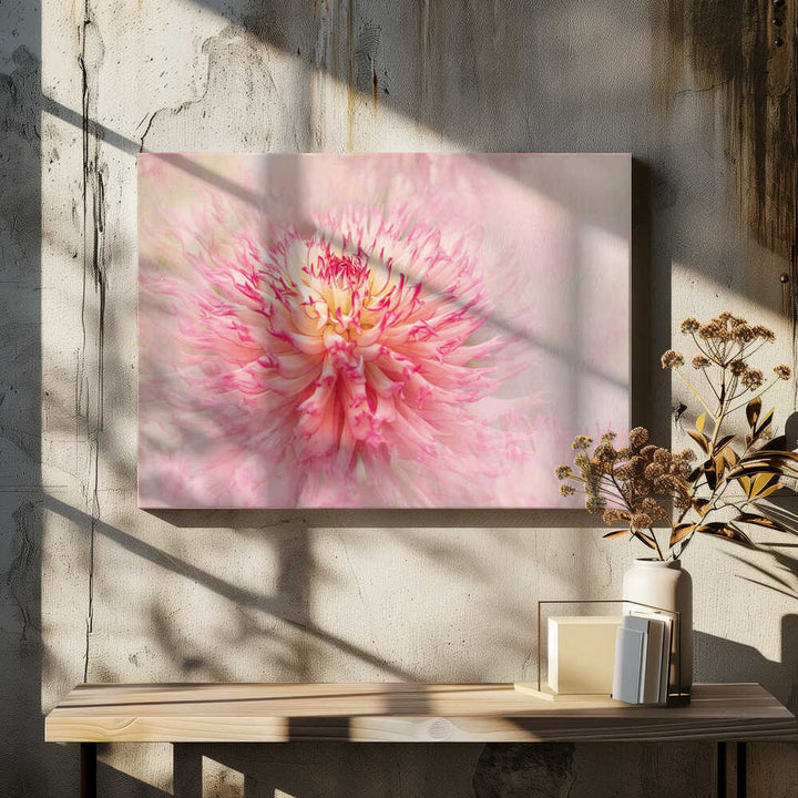 Pink Dahlia Dream - Floral Photographic Stretched Canvas Poster or Fine Art Print
