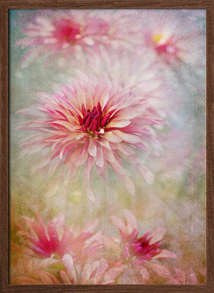 Pink Dreamy Dahlias - Floral Photographic Stretched Canvas Poster or Fine Art Print
