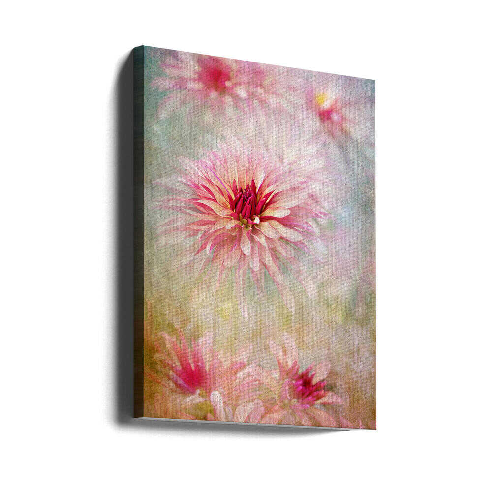 Pink Dreamy Dahlias - Floral Photographic Stretched Canvas Poster or Fine Art Print