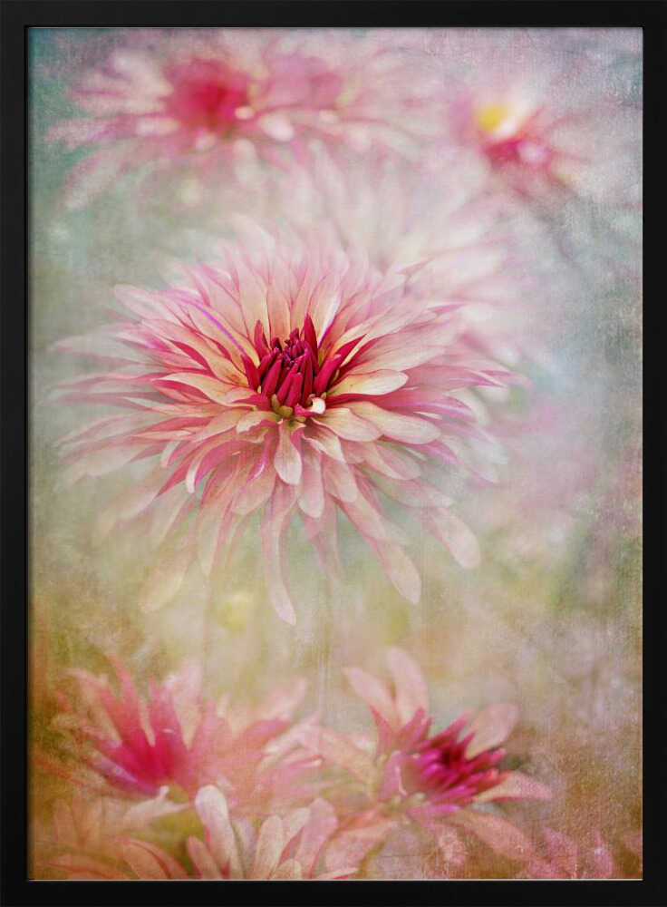 Pink Dreamy Dahlias - Floral Photographic Stretched Canvas Poster or Fine Art Print