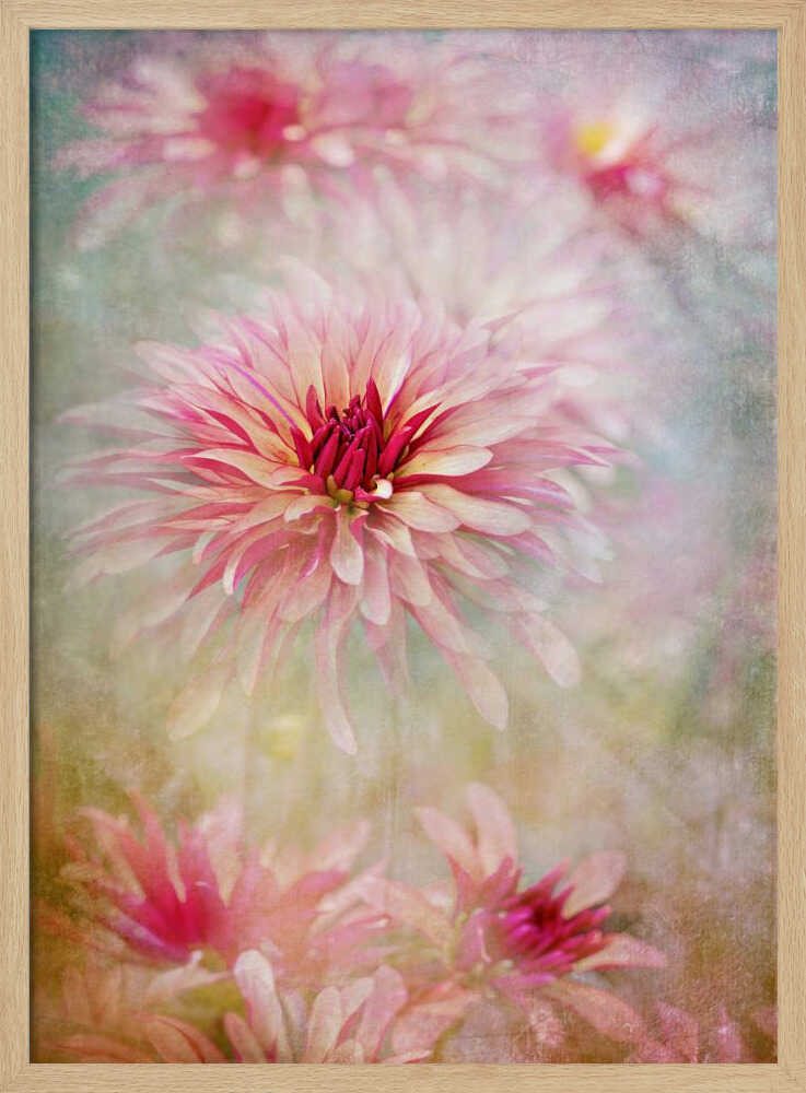 Pink Dreamy Dahlias - Floral Photographic Stretched Canvas Poster or Fine Art Print