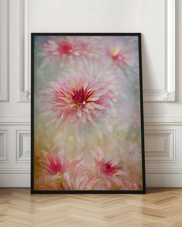 Pink Dreamy Dahlias - Floral Photographic Stretched Canvas Poster or Fine Art Print
