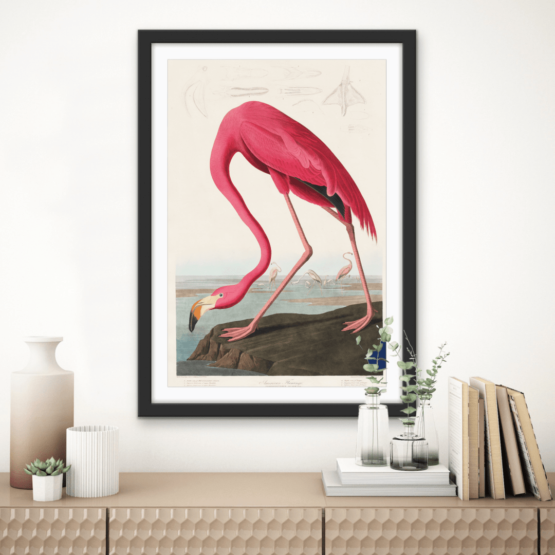 Pink Flamingo from Birds of America (1827) by John James Audubon - Stretched Canvas or Framed Fine Art Print - I Heart Wall Art - Poster Print, Canvas Print or Framed Art Print