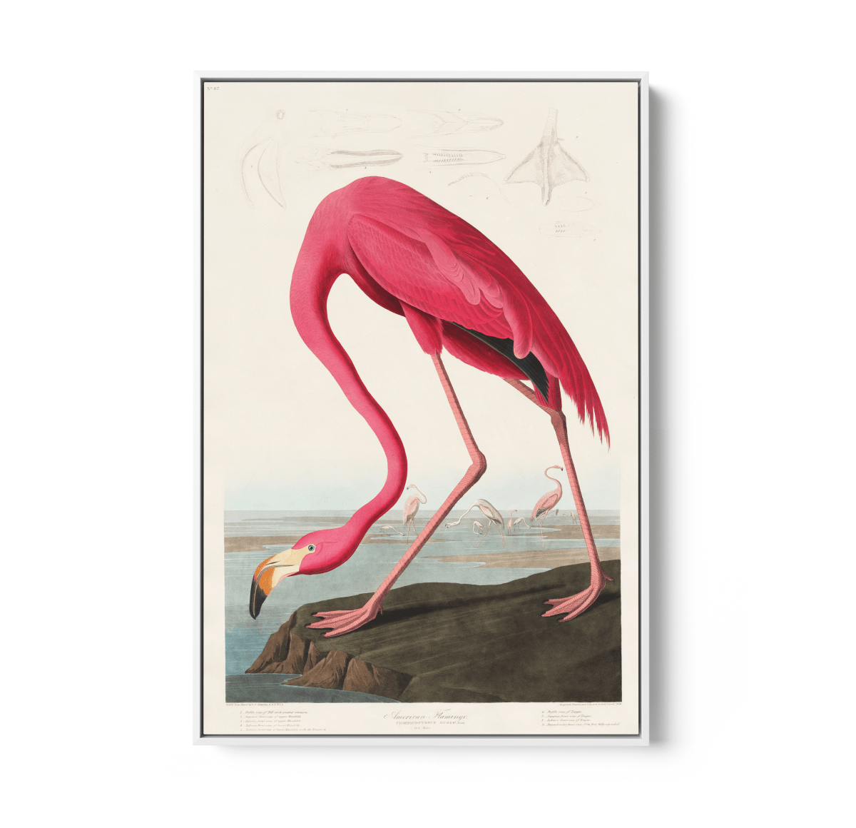 Pink Flamingo from Birds of America (1827) by John James Audubon - Stretched Canvas or Framed Fine Art Print - I Heart Wall Art - Poster Print, Canvas Print or Framed Art Print