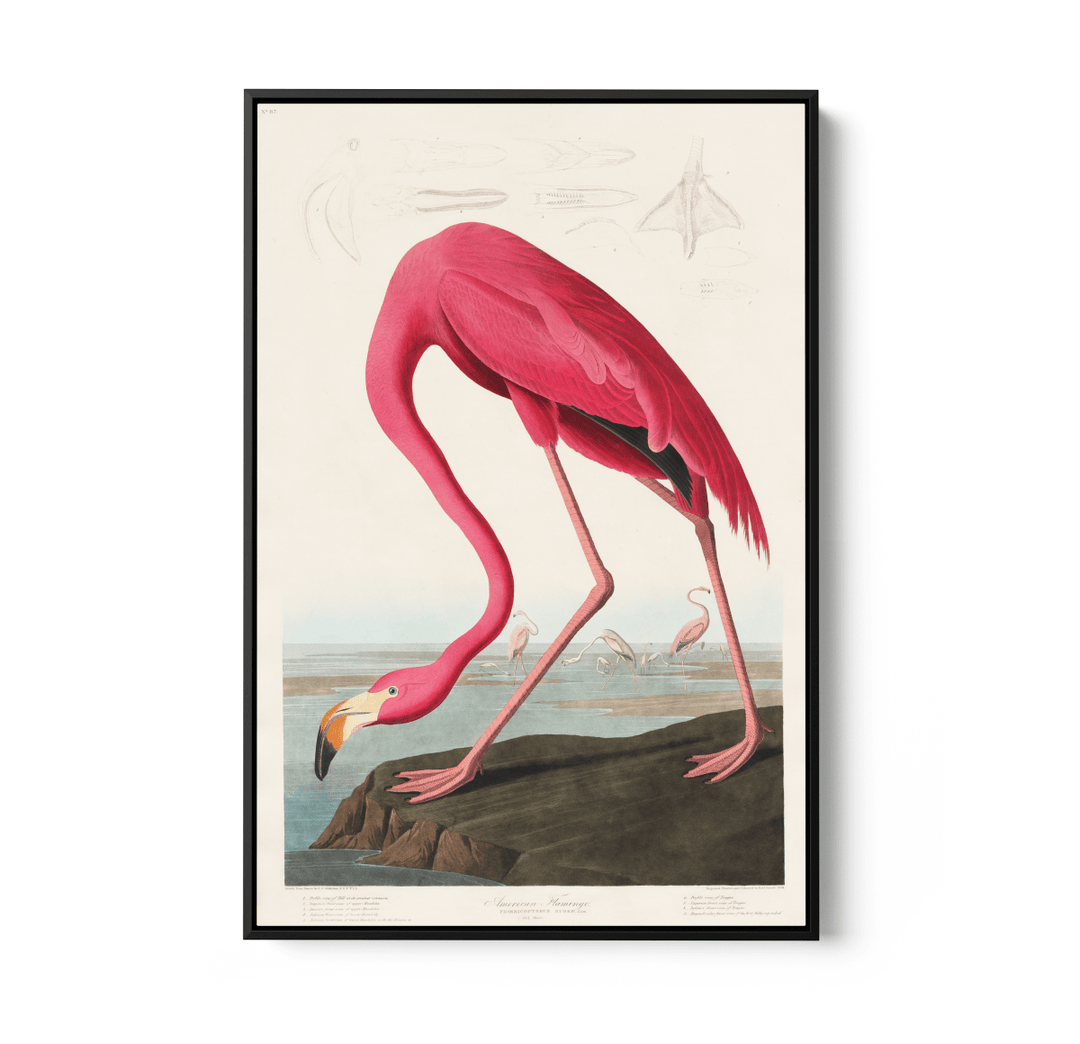 Pink Flamingo from Birds of America (1827) by John James Audubon - Stretched Canvas or Framed Fine Art Print - I Heart Wall Art - Poster Print, Canvas Print or Framed Art Print
