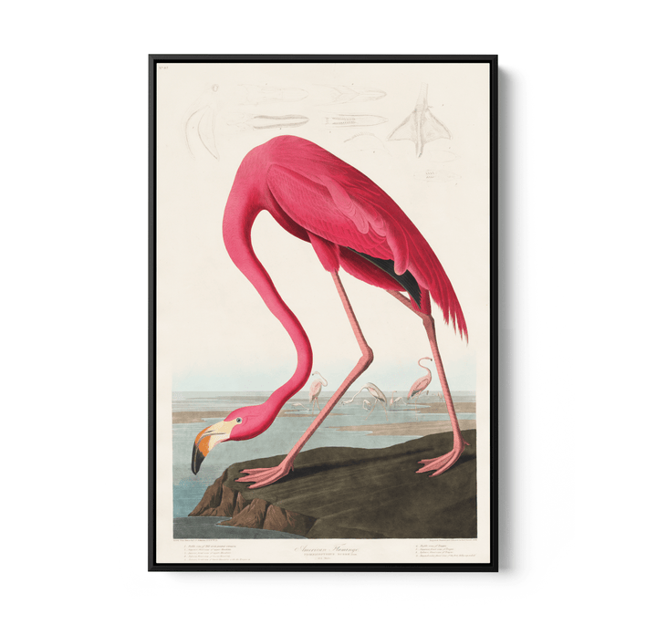 Pink Flamingo from Birds of America (1827) by John James Audubon - Stretched Canvas or Framed Fine Art Print - I Heart Wall Art - Poster Print, Canvas Print or Framed Art Print