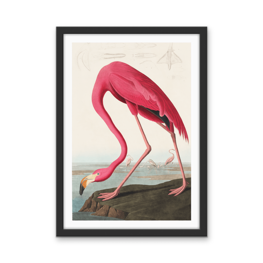 Pink Flamingo from Birds of America (1827) by John James Audubon - Stretched Canvas or Framed Fine Art Print - I Heart Wall Art - Poster Print, Canvas Print or Framed Art Print