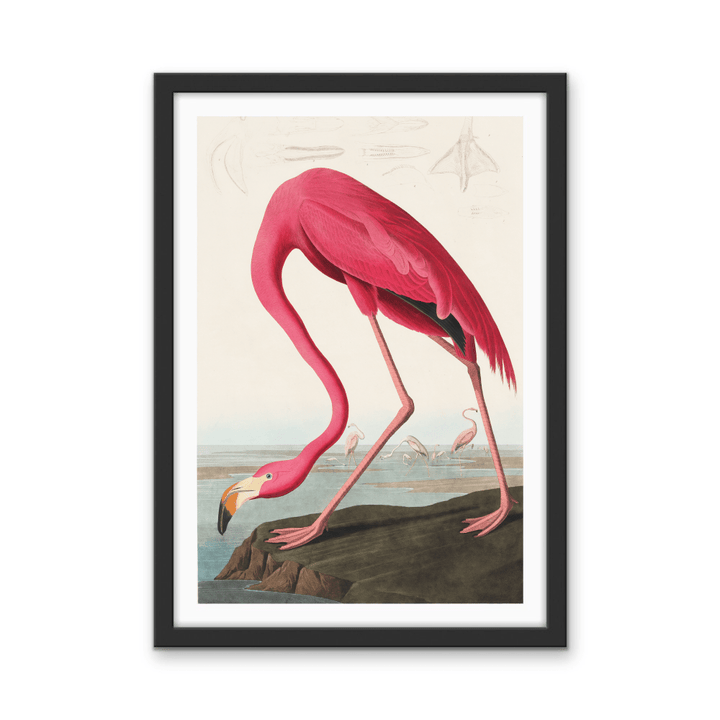 Pink Flamingo from Birds of America (1827) by John James Audubon - Stretched Canvas or Framed Fine Art Print - I Heart Wall Art - Poster Print, Canvas Print or Framed Art Print