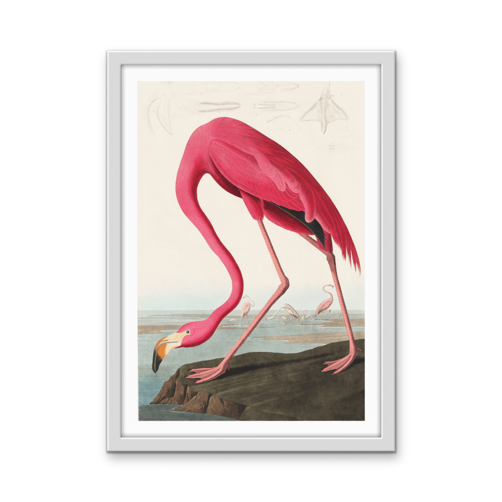 Pink Flamingo from Birds of America (1827) by John James Audubon - Stretched Canvas or Framed Fine Art Print - I Heart Wall Art - Poster Print, Canvas Print or Framed Art Print