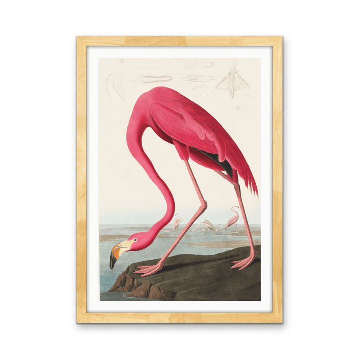 Pink Flamingo from Birds of America (1827) by John James Audubon - Stretched Canvas or Framed Fine Art Print - I Heart Wall Art - Poster Print, Canvas Print or Framed Art Print