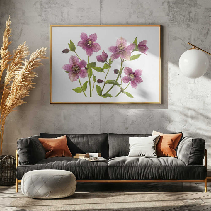 Pink Hellebore Blooms - Floral Photographic Stretched Canvas Poster or Fine Art Print