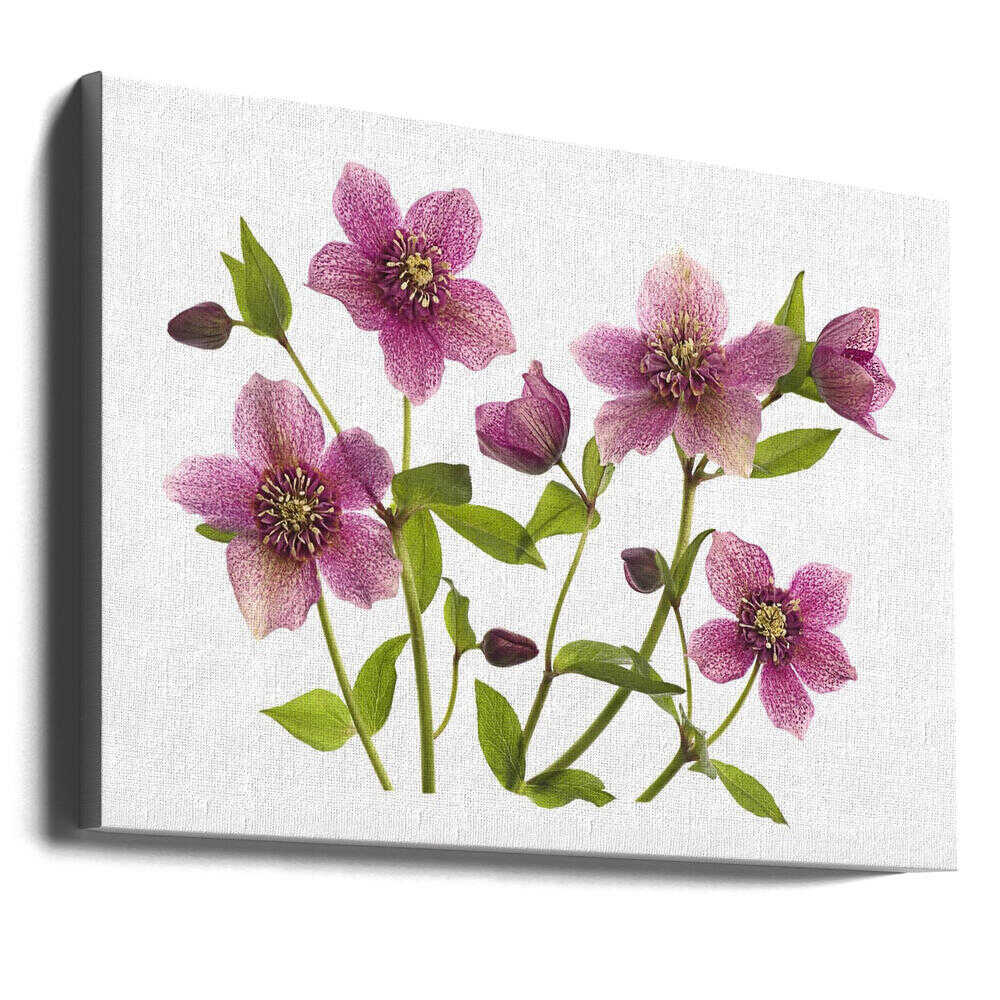 Pink Hellebore Blooms - Floral Photographic Stretched Canvas Poster or Fine Art Print