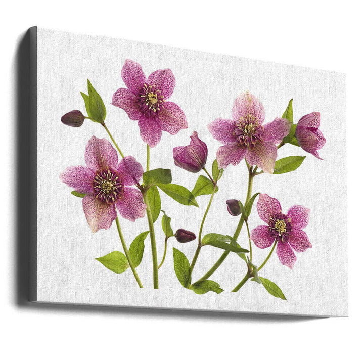Pink Hellebore Blooms - Floral Photographic Stretched Canvas Poster or Fine Art Print