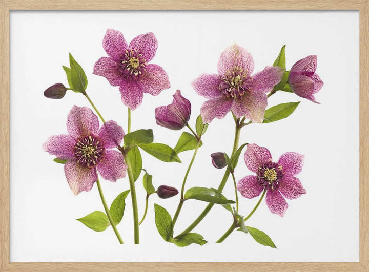 Pink Hellebore Blooms - Floral Photographic Stretched Canvas Poster or Fine Art Print