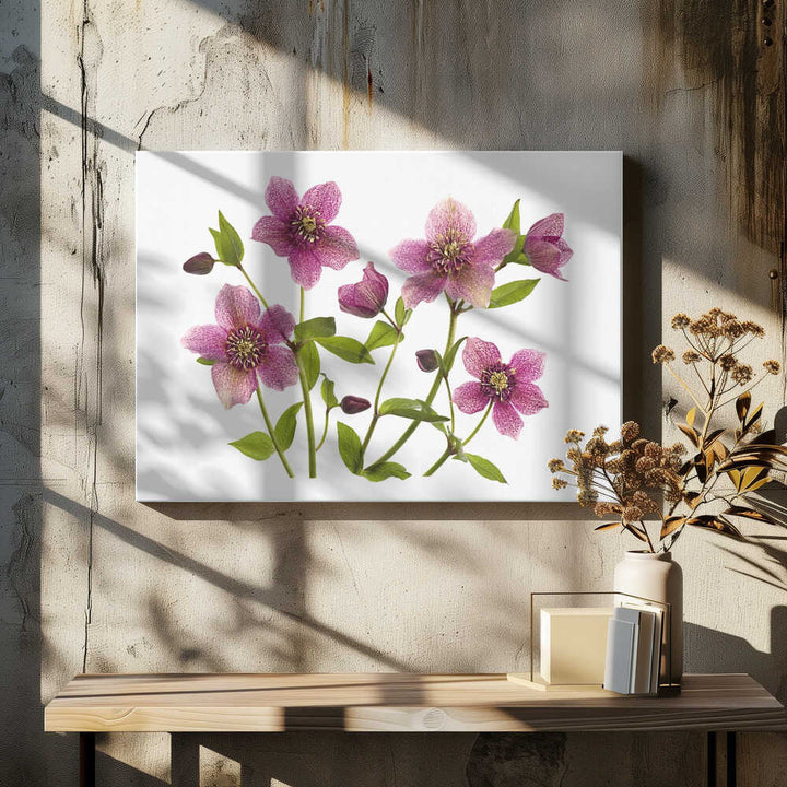 Pink Hellebore Blooms - Floral Photographic Stretched Canvas Poster or Fine Art Print