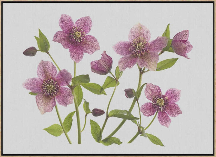 Pink Hellebore Blooms - Floral Photographic Stretched Canvas Poster or Fine Art Print