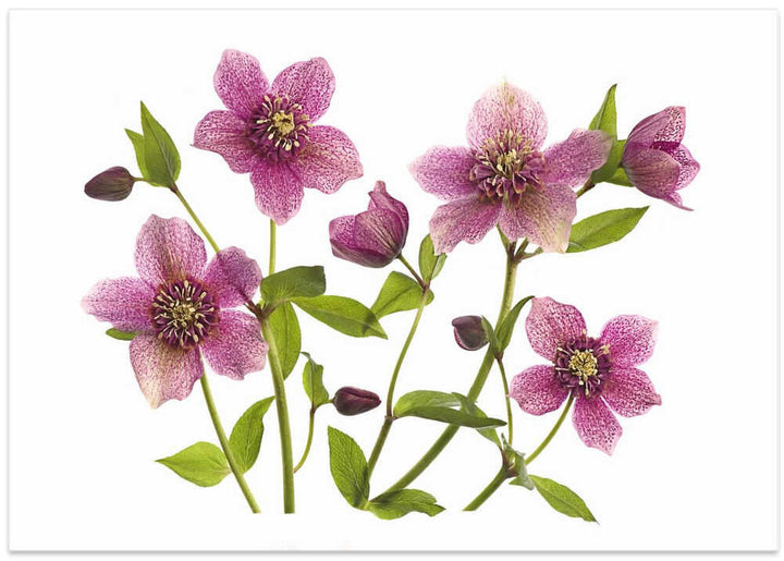 Pink Hellebore Blooms - Floral Photographic Stretched Canvas Poster or Fine Art Print