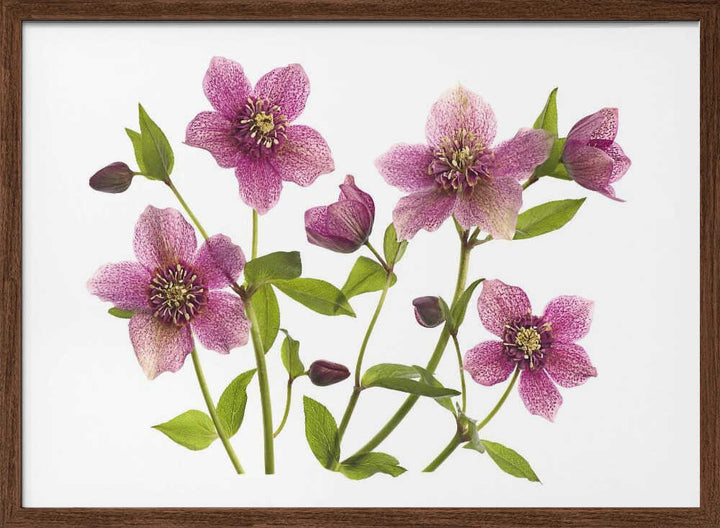 Pink Hellebore Blooms - Floral Photographic Stretched Canvas Poster or Fine Art Print