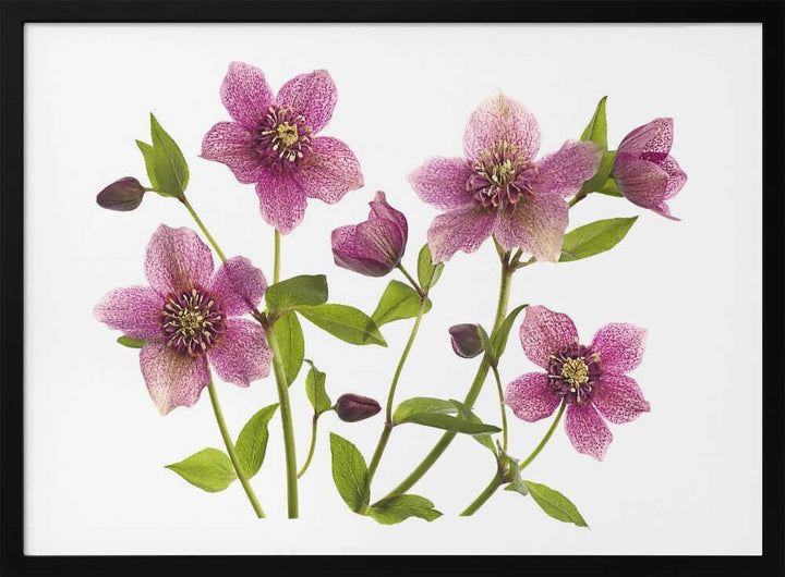 Pink Hellebore Blooms - Floral Photographic Stretched Canvas Poster or Fine Art Print