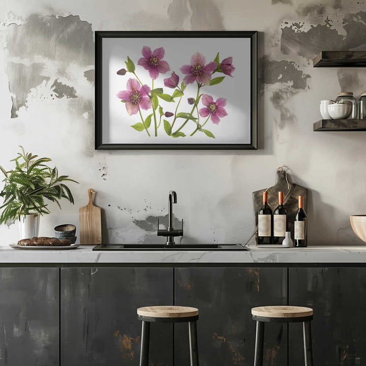 Pink Hellebore Blooms - Floral Photographic Stretched Canvas Poster or Fine Art Print