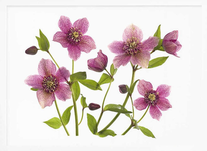 Pink Hellebore Blooms - Floral Photographic Stretched Canvas Poster or Fine Art Print