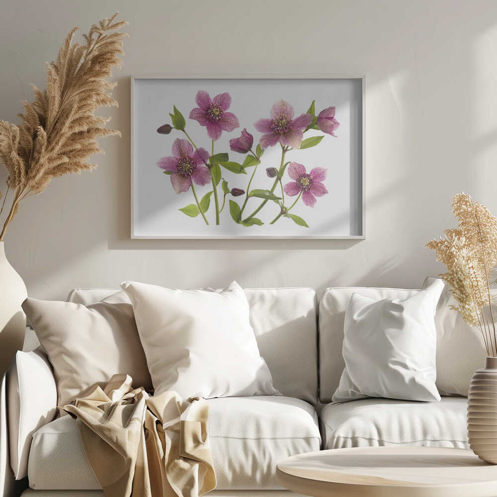 Pink Hellebore Blooms - Floral Photographic Stretched Canvas Poster or Fine Art Print