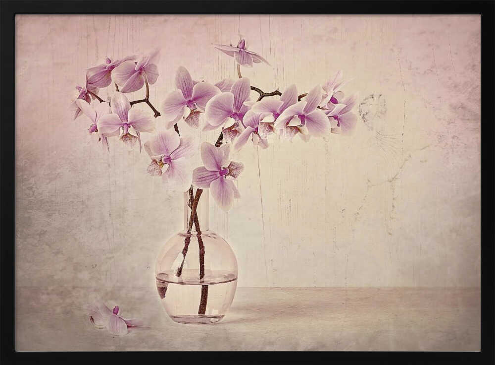 Pink Orchid Serenity - Floral Photographic Stretched Canvas Poster or Fine Art Print