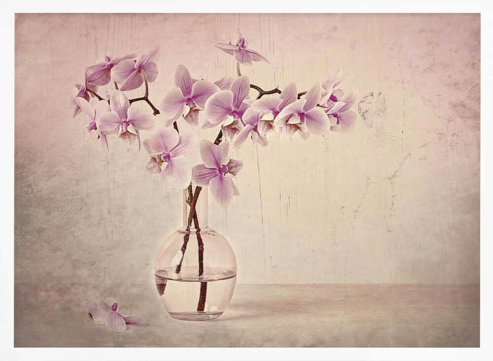 Pink Orchid Serenity - Floral Photographic Stretched Canvas Poster or Fine Art Print