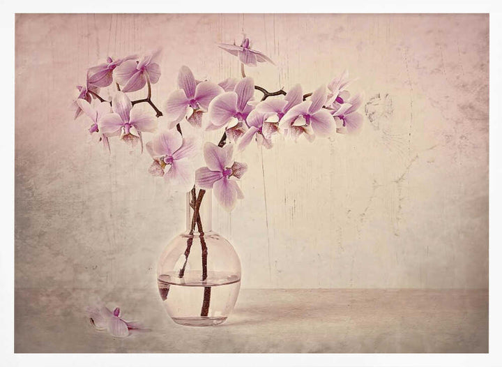 Pink Orchid Serenity - Floral Photographic Stretched Canvas Poster or Fine Art Print