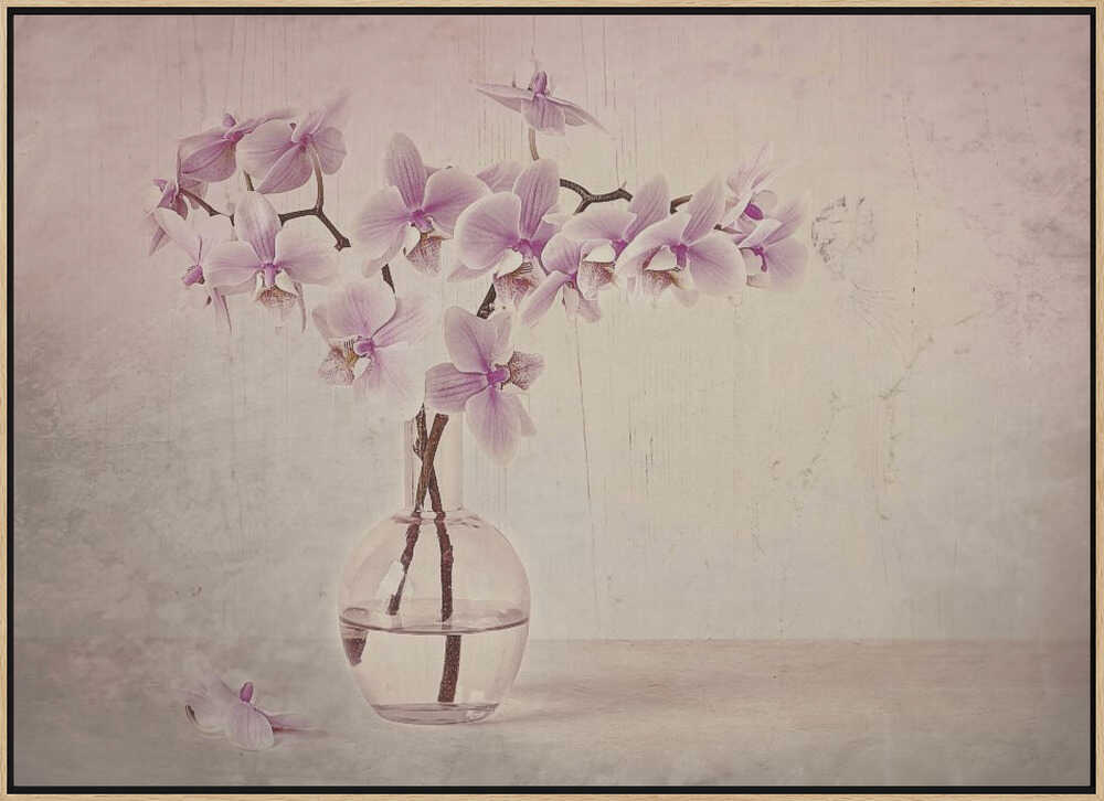 Pink Orchid Serenity - Floral Photographic Stretched Canvas Poster or Fine Art Print